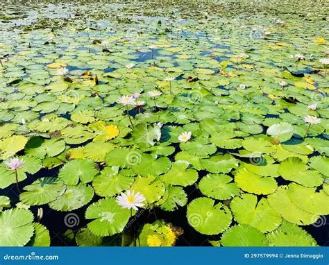 The Whispering Lotus Pond - A Serene Symphony in Jade and Gold!